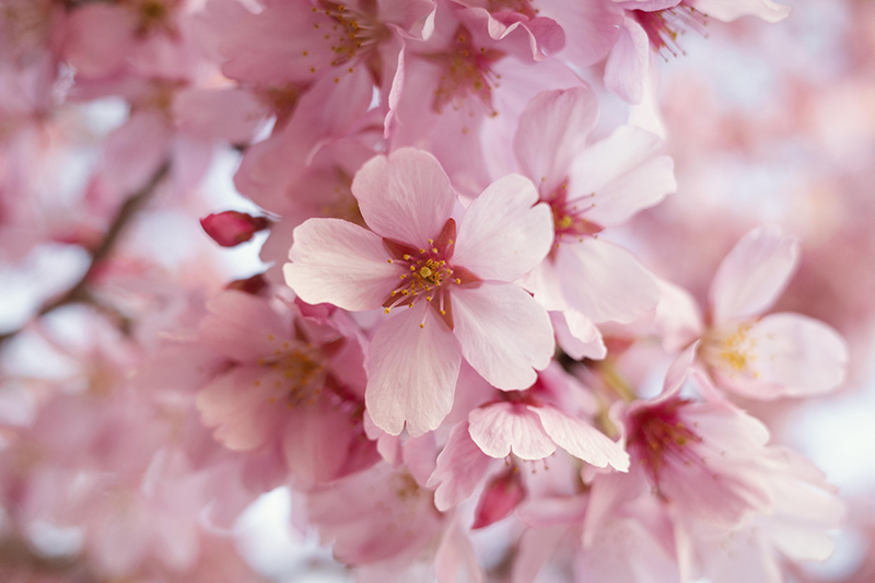 beautiful-peach-tree-flower-blossom